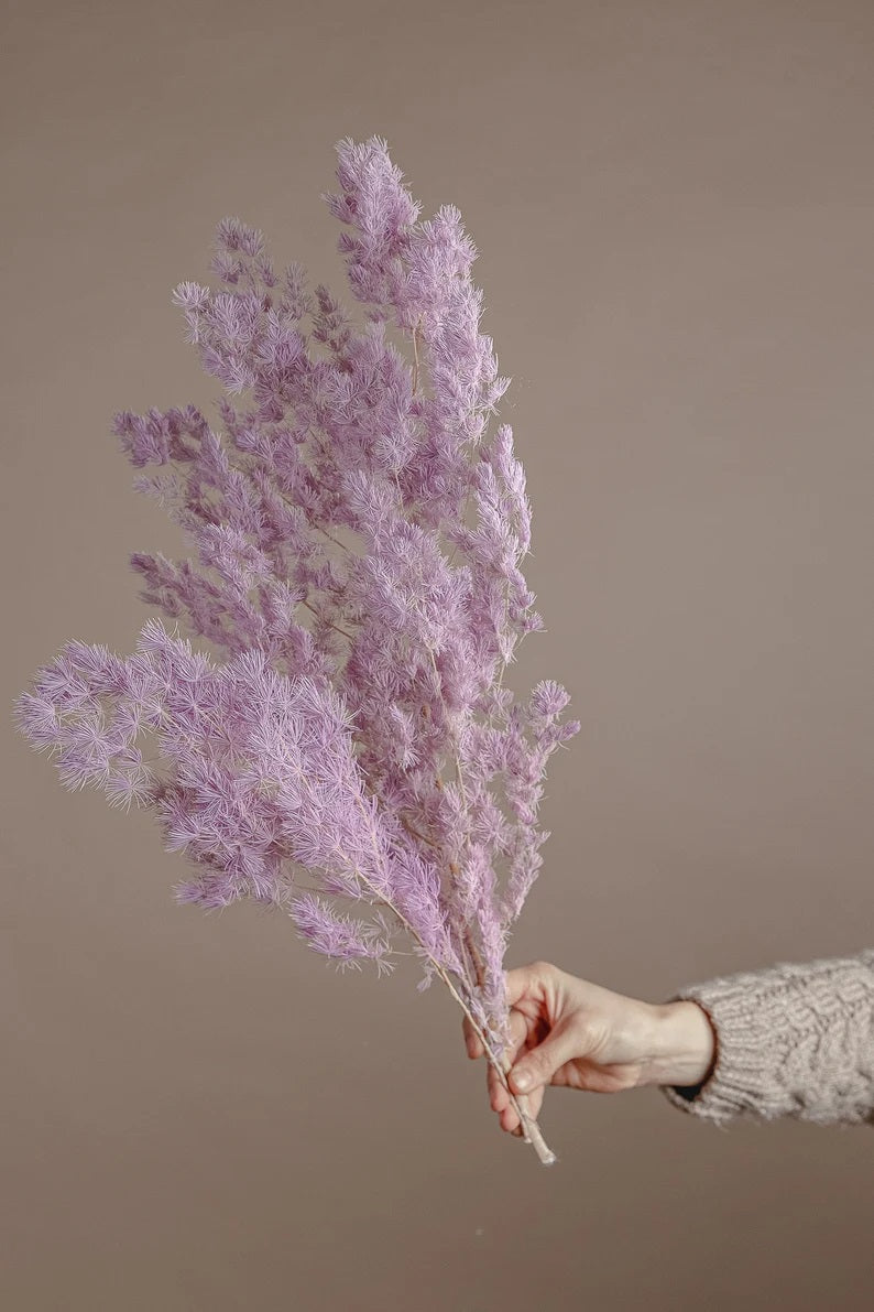 Fluffy Cloud Fern Lilac, Pastel Purple / Dried Wholesale Flowers