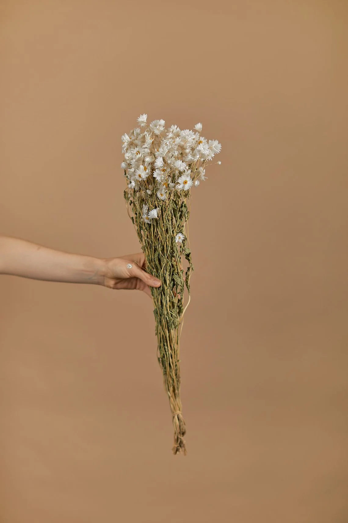 Natural White Preserved and Dried Rodanthe Daisies / Dried Daisies Flowers  / Dried Flowers / Preserved Flowers / Pink Daises / White Daisies 